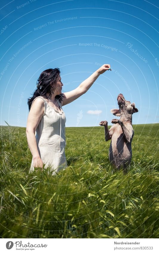 Frau mit Hund genießen den Sommer in einem Feld Lifestyle Mensch feminin Erwachsene Natur Landschaft Wolkenloser Himmel Schönes Wetter schwarzhaarig langhaarig