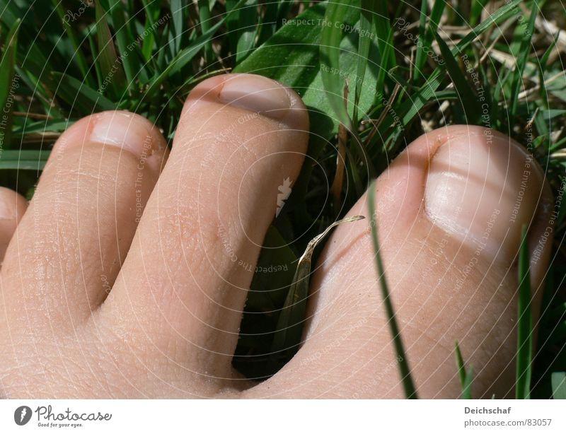 Sommergefühl Zehen Gras Lebensfreude gehen grün Frau Freude Mensch Detailaufnahme Fuß Haut Rasen Bodenbelag bloße haut genießen warme jahreszeit genussmensch