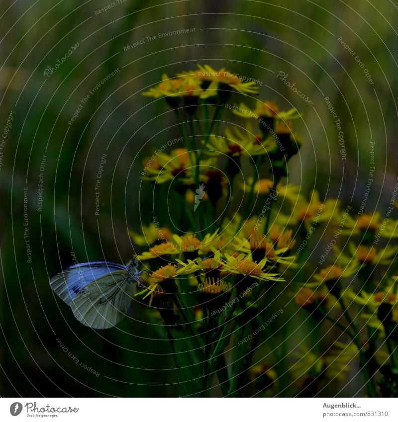 kleine Schönheit... Tier Schmetterling 1 elegant frei Unendlichkeit schön einzigartig maritim Originalität blau braun gelb grün friedlich Vorsicht bescheiden