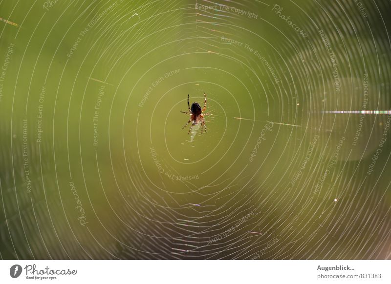 schönes großes zu Hause... Tier Spinne 1 Netz bauen genießen hängen hocken warten fest frei braun gold grün Wachsamkeit Gelassenheit geduldig ruhig Leben