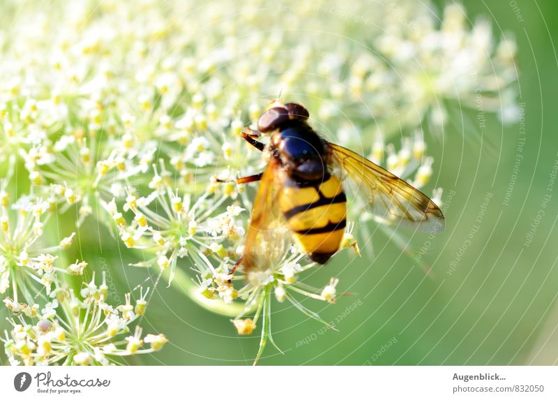 sumsisum... Biene 1 Tier beobachten genießen hängen leuchten tragen Duft gelb grün schwarz weiß geduldig ruhig Zufriedenheit Farbfoto Nahaufnahme Detailaufnahme