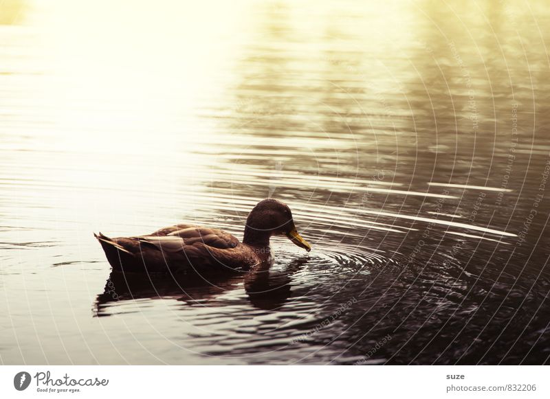 Das Ente naht ... Umwelt Natur Urelemente Wasser Herbst Teich See Tier Wildtier 1 Schwimmen & Baden ästhetisch dunkel braun gelb Gefühle Stimmung Tierliebe