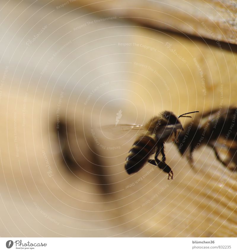Highlife auf der Start- und Landebahn Tier Nutztier Biene Honigbiene Insekt Schwarm fliegen tragen ästhetisch schön klein Arbeit & Erwerbstätigkeit Tierliebe