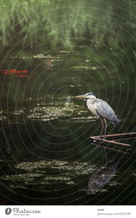 Ewig und drei Tage warten Sommer Umwelt Natur Landschaft Tier Wasser Seeufer Teich Wildtier Vogel Flügel 1 glänzend stehen ästhetisch authentisch fantastisch