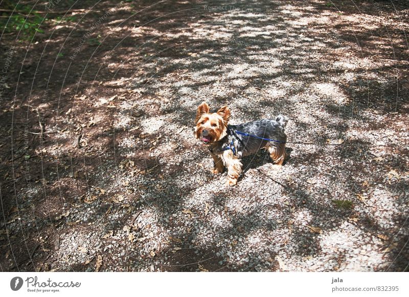 hündchen Park Tier Haustier Hund Terrier 1 ästhetisch klein Farbfoto Außenaufnahme Menschenleer Tag Licht Schatten Lichterscheinung Tierporträt Blick