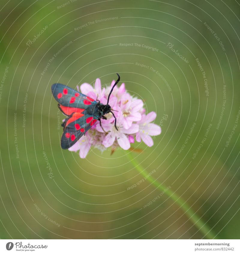 Schmetterling Sommer Blüte Tier 1 Blühend sitzen grün rosa rot Zufriedenheit Farbfoto Außenaufnahme Nahaufnahme Menschenleer Tag Schwache Tiefenschärfe