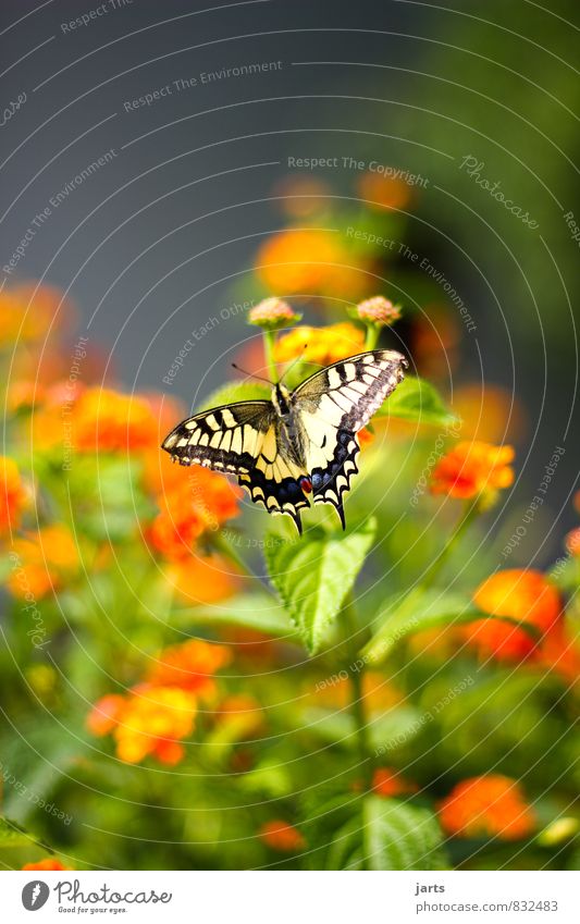 s-ling Pflanze Tier Blume Garten Wildtier Schmetterling 1 exotisch natürlich schön Natur Schwalbenschwanz Farbfoto mehrfarbig Außenaufnahme Nahaufnahme