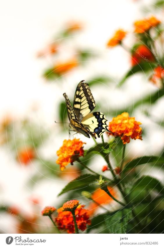 beauty Pflanze Tier Frühling Sommer Schönes Wetter Garten Park Wildtier Schmetterling 1 elegant exotisch natürlich schön Natur Schwalbenschwanz Farbfoto
