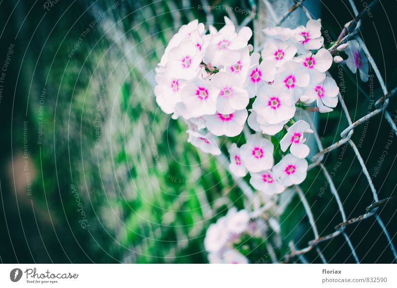 das hässliche durchwachsen. Ausflug Umwelt Natur Pflanze Sommer Blume Garten Park Mauer Wand verblüht Wachstum ästhetisch frei Unendlichkeit grün rosa weiß