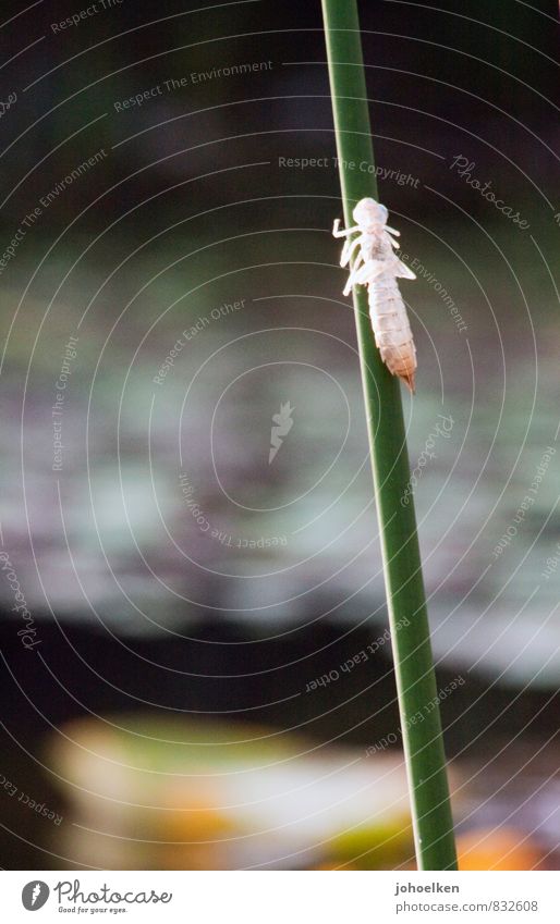 Verlockung | Hüllen fallen lassen Wasser Pflanze Schilfrohr Garten Park Wiese Seeufer Teich Libelle Libellenlarve frei nackt Beginn Ende entdecken Natur