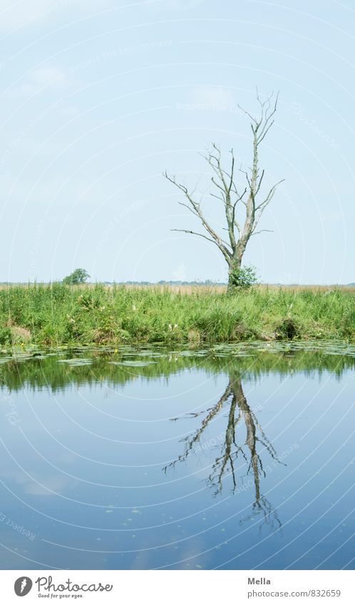 Mehr Moor Umwelt Natur Landschaft Wasser Himmel Baum Gras Küste Flussufer Sumpf natürlich blau Idylle ruhig kahl Totholz Ast Farbfoto Außenaufnahme Menschenleer