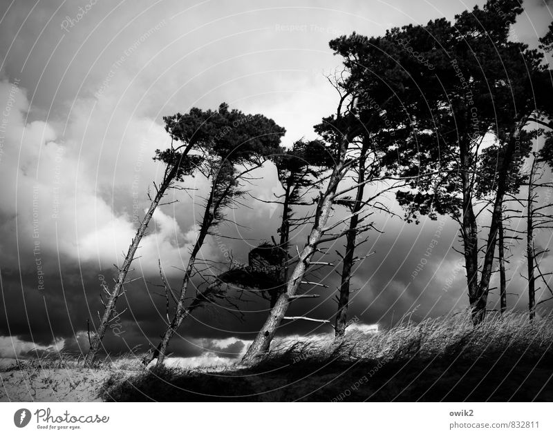 Westwind Umwelt Natur Landschaft Pflanze Himmel Wolken Horizont Klima Wetter Unwetter Wind Sturm Gewitter Baum Wildpflanze Ast Windflüchter Kiefer Strand Ostsee