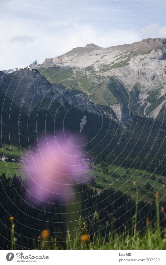 Alpenflora Berge u. Gebirge Landschaft Pflanze Schönes Wetter leuchten Blick schön blau grün violett Farbfoto Außenaufnahme Tag Sonnenlicht Unschärfe