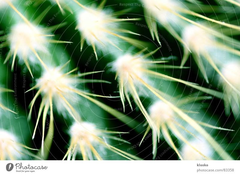 Kaktus Wallpaper Hintergrundbild grün Pflanze Topf Gärtner Muster Garten Kriechpflanze Gift Präzedenzfall Botanik Pflanzenteile Wüste Stachel Gartenbau