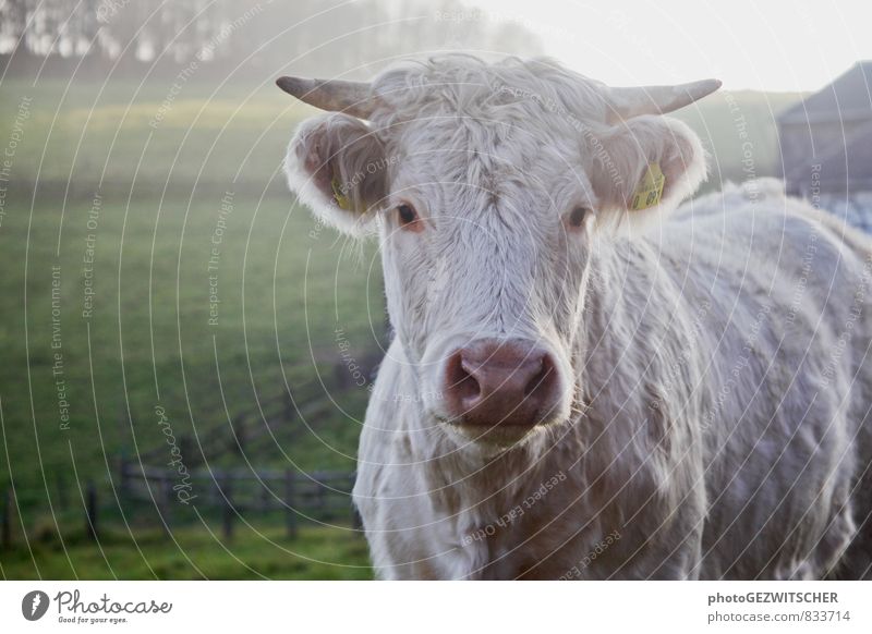 Kuh Tier Nutztier 1 entdecken Idylle Natur Neugier Stimmung Umwelt Zufriedenheit Landwirtschaft Landleben Bauernhof herbstlich Farbfoto Außenaufnahme