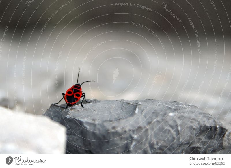 Auf der Mauer, auf der Lauer... Wanze Insekt Schiffsbug Bruchstein zögern Feuerwanze Tier krabbeln Fühler gepunktet Natur Umwelt grau rot schwarz klein winzig