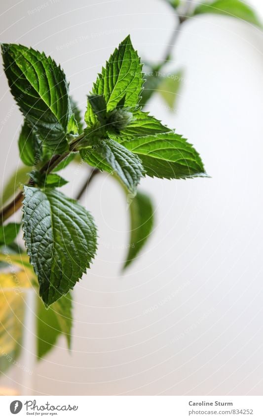 Peppermint Lebensmittel Kräuter & Gewürze Heißgetränk Tee Lifestyle Gesundheit Gesunde Ernährung Duft Natur Pflanze Nutzpflanze trinken frisch grün Erholung