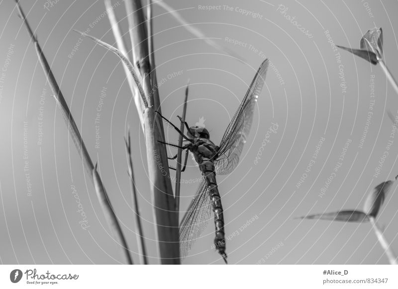 Farblose Schönheit Natur Pflanze Tier Garten Wildtier Flügel Libelle Insekt 1 glänzend schön grau schwarz silber Sechsfüßler Fluginsekt Flügelwesen