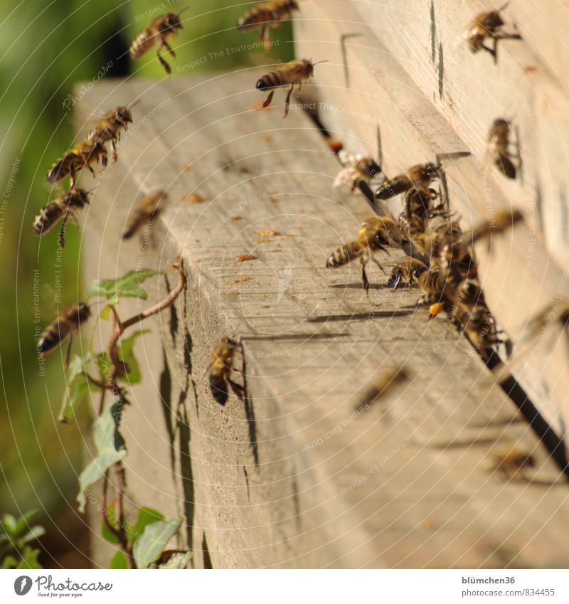 Eine große Familie Tier Nutztier Biene Honigbiene Insekt Schwarm fliegen tragen ästhetisch klein schön Arbeit & Erwerbstätigkeit Tierliebe Tierlaute