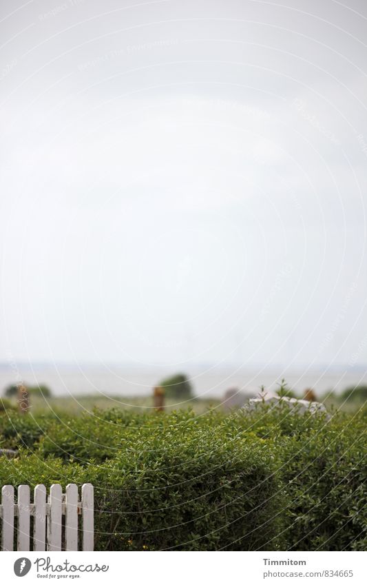 Ruhestätte. Umwelt Natur Urelemente Wasser Wolken Wetter Pflanze Sträucher Fjord Dänemark Holz ästhetisch einfach natürlich grau grün weiß Gefühle ruhig