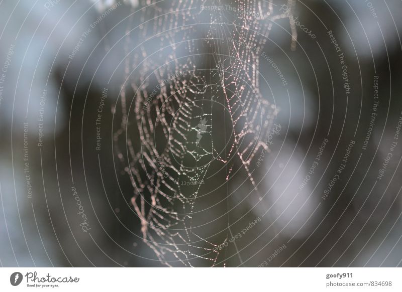 Morgentau Natur Wassertropfen Sommer Nebel Garten Spinne Zufriedenheit Netzwerk Außenaufnahme Nahaufnahme Unschärfe Schwache Tiefenschärfe Zentralperspektive