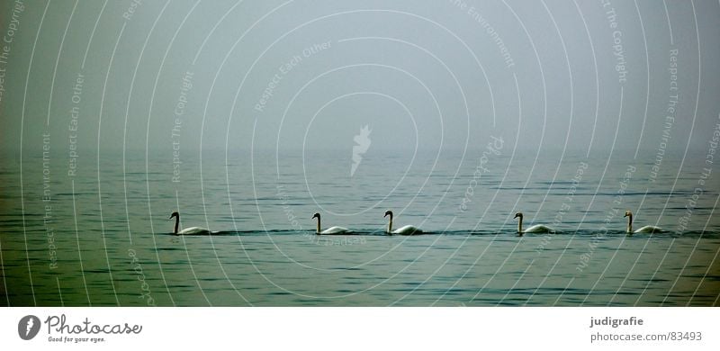 Fünf Schwäne See Meer Vogel Schwan ruhig 5 Ornithologie Umwelt Nebel Wildnis Gelassenheit schön Ostsee Wasser Reihe Himmel Natur trübung gemütsruhe