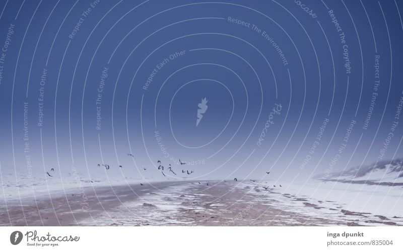 Der Winter kommt geflogen Nordsee Nordwest Nordseestrand Norden nordisch Eis Frost Schnee Strand Meer Zugvogel Insel Nationalpark Tier Jahreszeiten Eiszeit