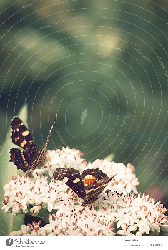 luft und licht Natur Pflanze Tier Sommer Blüte Wald Schmetterling 2 Glück hell luftig Unschärfe Farbfoto Gedeckte Farben Außenaufnahme Nahaufnahme