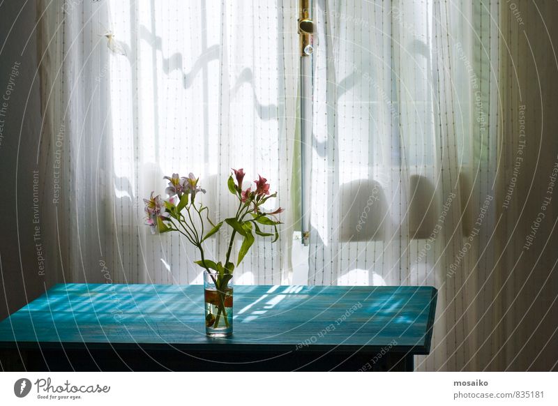Blumen Lifestyle Stil Design Freude Pflanze Sonnenlicht Orchidee Fenster Duft genießen leuchten träumen Häusliches Leben hell blau rosa türkis weiß Romantik