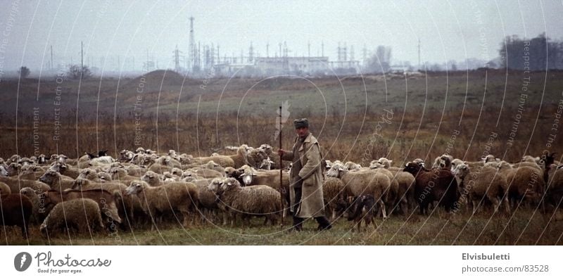 Der Schäfer und die Globalisierung Schaf Gegenteil Ukraine Handwerk hüten Ferne etwas im auge behalten