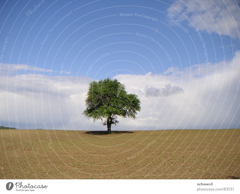 Toskanaweg Baum Italien ruhig Horizont Himmel dünn Ferne