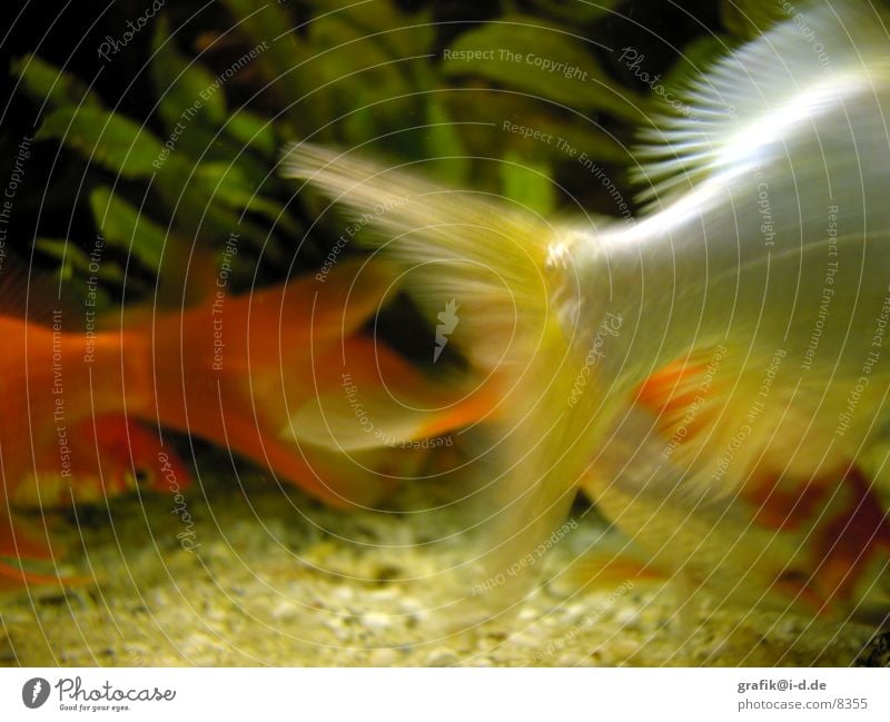 McKoi & Co. Goldfisch Aquarium Geschwindigkeit Fisch Schwimmhilfe orange silber Flucht