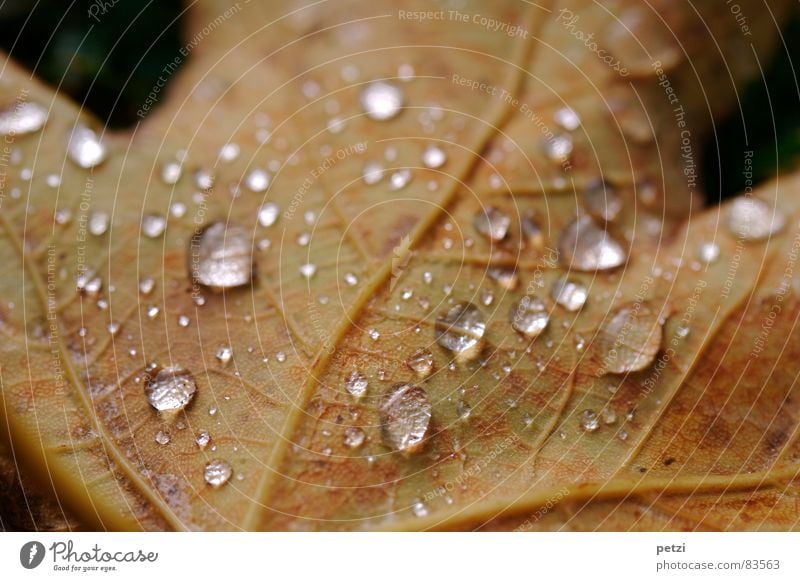 Blattperlen Seil Natur Wasser Wassertropfen Herbst Regen Baum dunkel nass braun Stimmung durchsichtig Gefäße Blattadern feucht Tauperlen drop Detailaufnahme