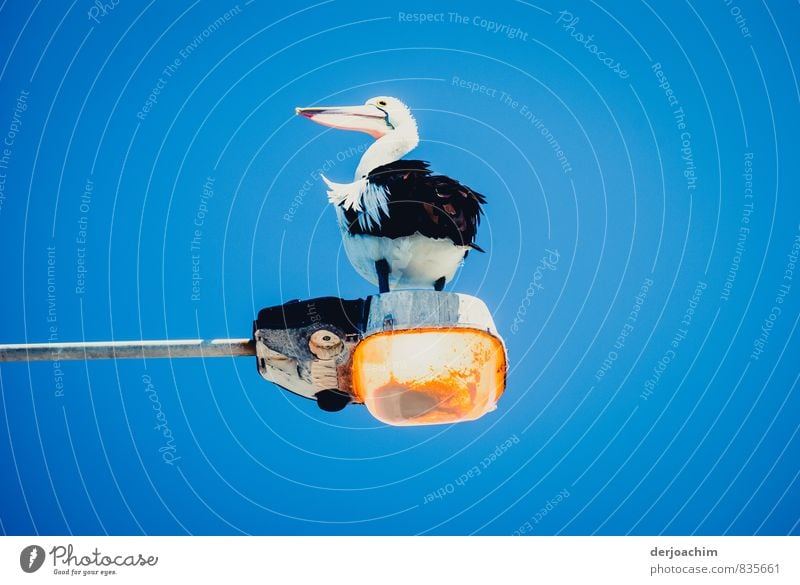 Weiß schwarzer Pelikan auf einer brennenden gelben Straßenlampe mit blauem Himmel, stehend.  ,beautiful view Freude Fotografie Ferien & Urlaub & Reisen Natur