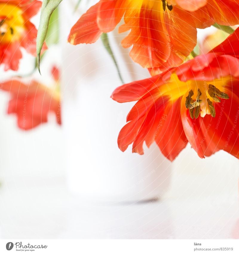 blühender übergang Pflanze Tulpe Blühend hängen verblüht ästhetisch rot weiß Leichtigkeit Blumenvase hell Blumenstrauß Dekoration & Verzierung Häusliches Leben