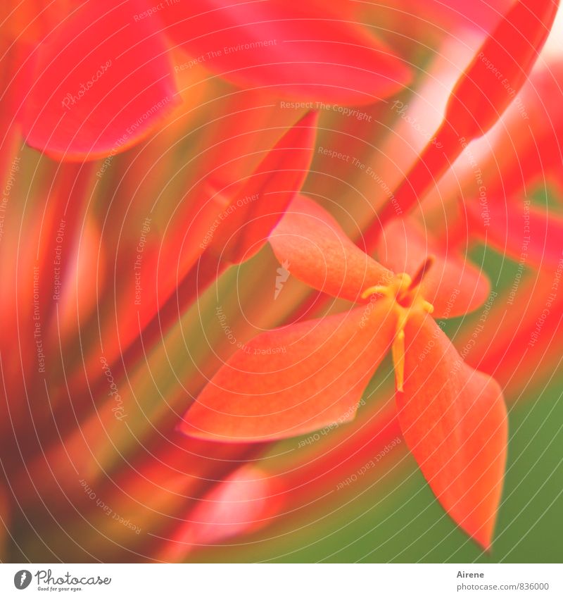 Ixora Pflanze Sträucher Blüte leuchten gold grün orange rot Farbfoto Nahaufnahme Menschenleer Textfreiraum oben Textfreiraum unten Tag Schwache Tiefenschärfe