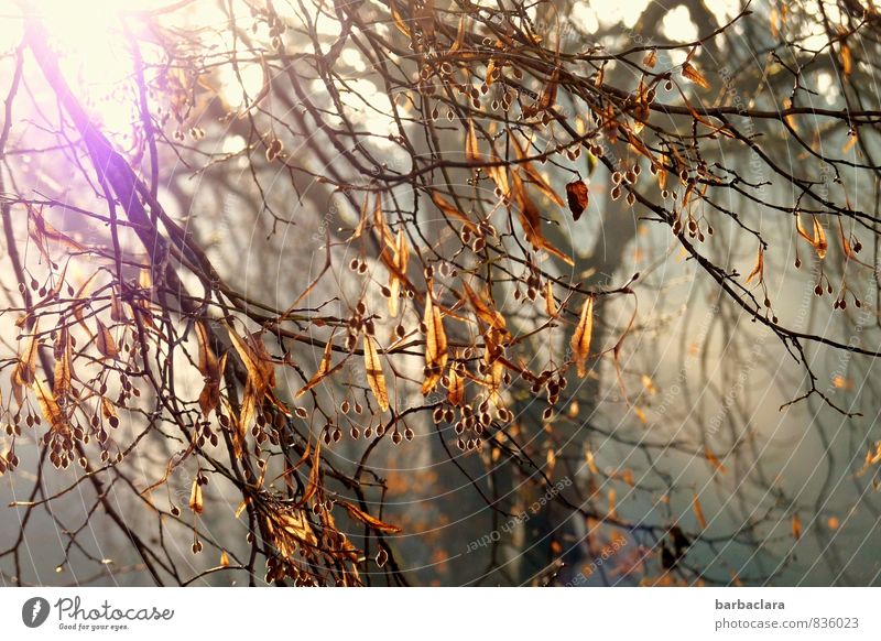 Linde im Herbst Natur Pflanze Schönes Wetter Nebel Baum Blatt Frucht hängen leuchten hell Stimmung Hoffnung Sinnesorgane Umwelt Vergänglichkeit