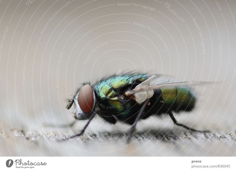Makro | 400 Umwelt Natur Tier Wildtier Fliege 1 grau grün Insekt sitzen Farbfoto Außenaufnahme Nahaufnahme Makroaufnahme Menschenleer Textfreiraum links