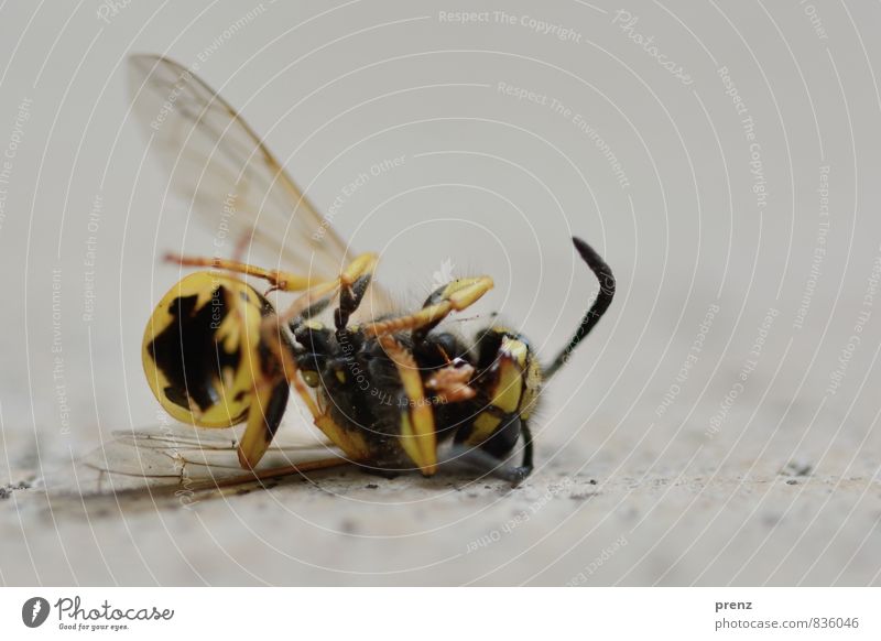 Am Ende Umwelt Natur Tier Sommer gelb grau Wespen Tod liegen Farbfoto Außenaufnahme Nahaufnahme Makroaufnahme Menschenleer Textfreiraum oben Tag