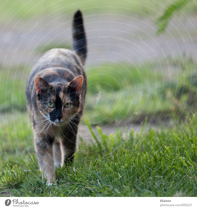 im Fokus Tier Haustier Katze 1 beobachten Bewegung entdecken gehen Jagd Blick elegant Neugier Kraft Mut Interesse ästhetisch Energie Zufriedenheit