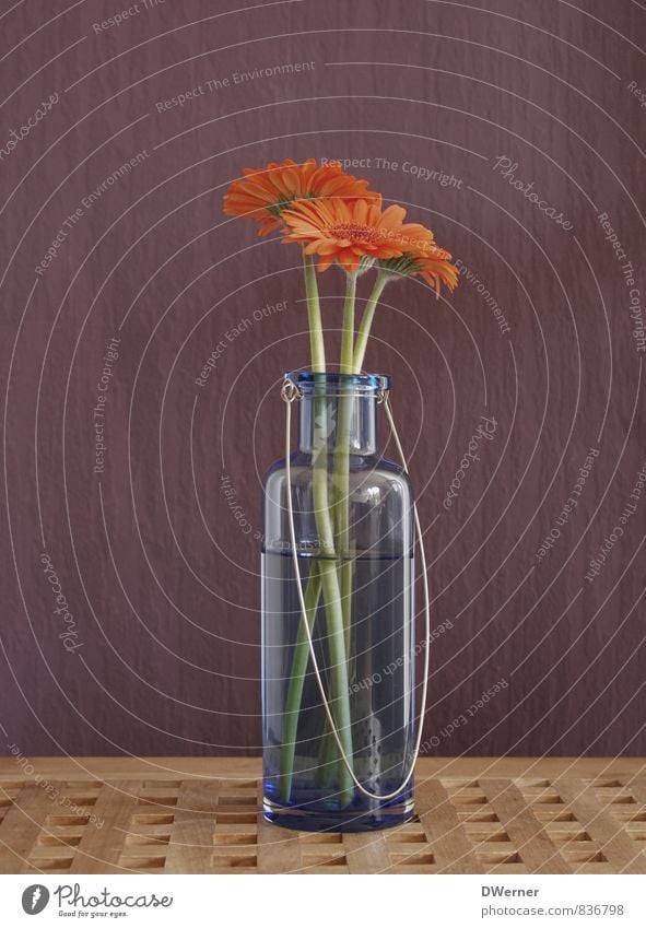Gerbera elegant Kunst Umwelt Pflanze Blume Mauer Wand Blumenstrauß Blühend leuchten Wachstum Duft Fröhlichkeit frisch schön violett orange Vase Tisch Wasser