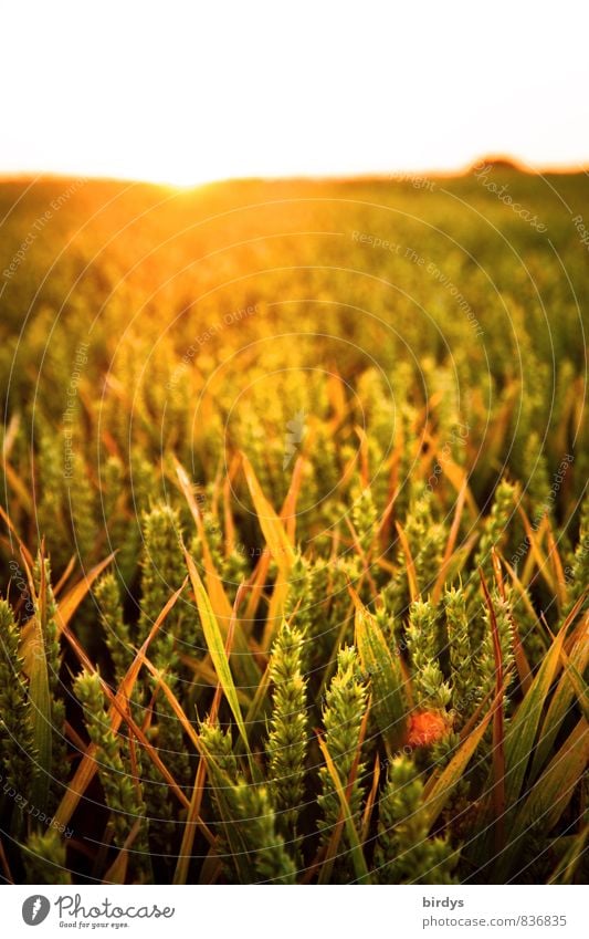 Getreidefeld im Abendlicht Landwirtschaft Forstwirtschaft Horizont Sonne Sonnenaufgang Sonnenuntergang Sonnenlicht Sommer Schönes Wetter Nutzpflanze Weizenfeld
