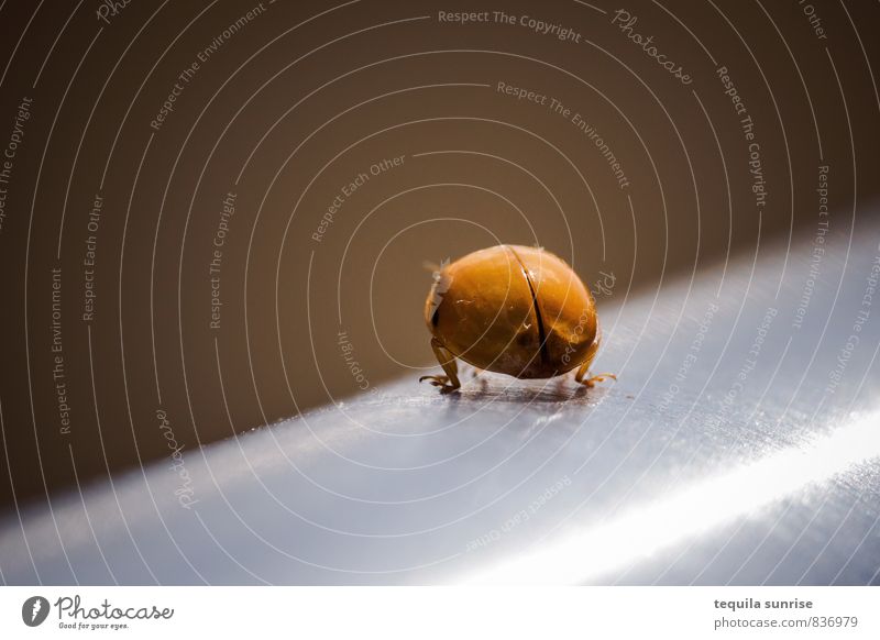 Marienkäfer... Tier Insekt 1 Geländer Metall klein braun orange silber Farbfoto Makroaufnahme Textfreiraum links Textfreiraum oben Tag Schwache Tiefenschärfe