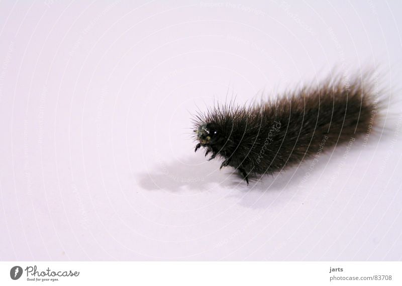 Haarige Raupe Insekt Tier Schmetterling Gänsehaut Beine Käfer jarts
