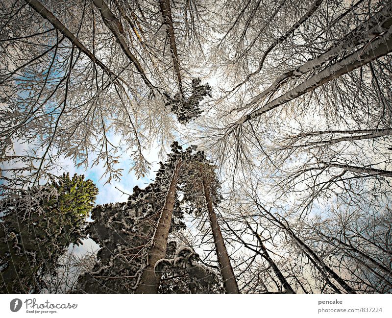 bizarr | augenreise Urelemente Himmel Wolken Winter Eis Frost Schnee Baum Wald Zeichen Blick Inspiration Ferien & Urlaub & Reisen Wandel & Veränderung
