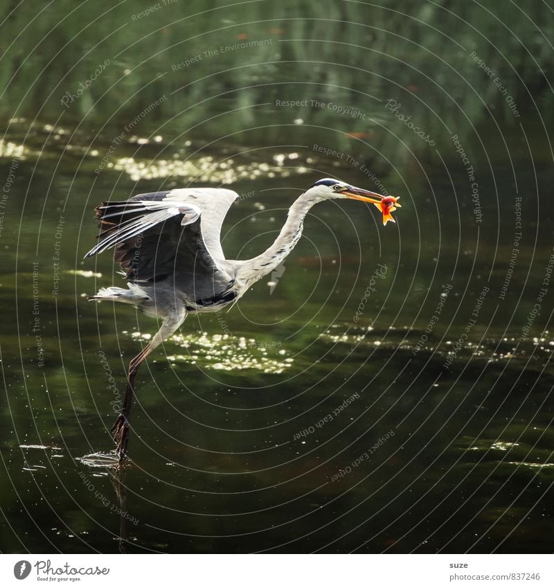 Wer hat, der kann. Jagd Umwelt Natur Landschaft Tier Wasser Teich See Wildtier Vogel Fisch 1 Bewegung fliegen Fressen authentisch fantastisch natürlich grün