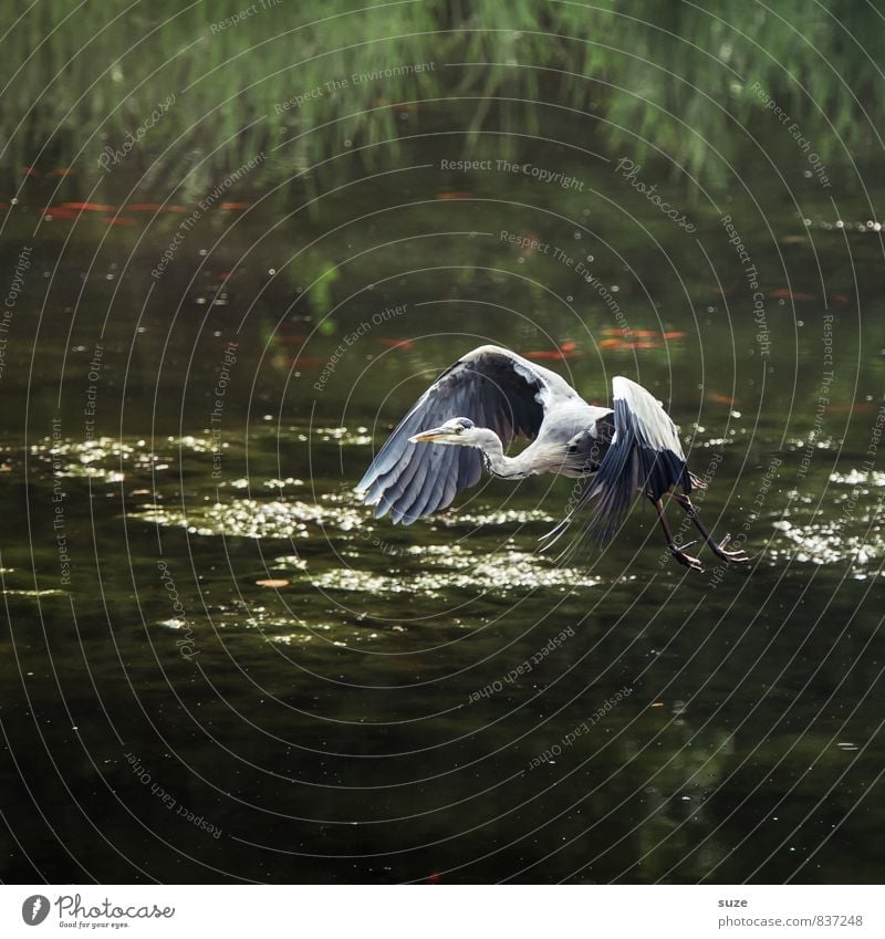 Herr Strese startet durch ... elegant Jagd Natur Landschaft Tier Wasser Seeufer Teich Wildtier Vogel Flügel Bewegung fliegen glänzend ästhetisch authentisch
