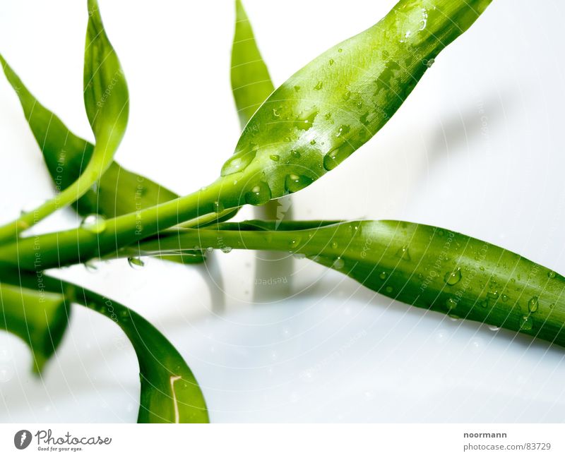 Nasser Bambus Hohlkehle grün nass feucht Pflanze Reifezeit Wassertropfen Blume unreif aquatisch Botanik Blitz entfesselt Toplicht dumm Bambusrohr Natur Wachstum