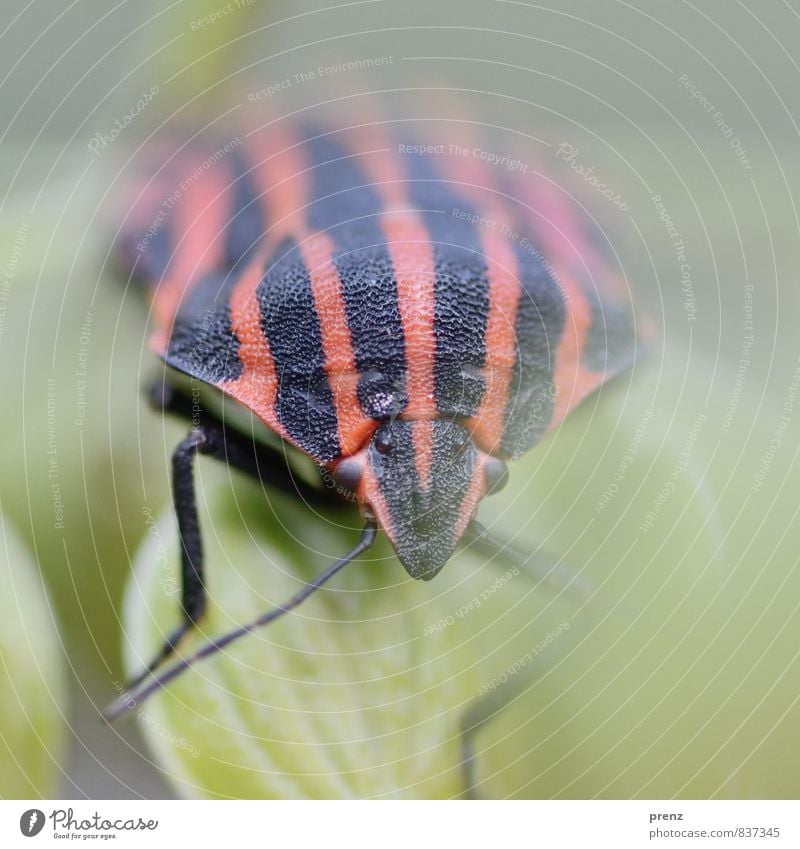 schön gestreift Umwelt Natur Tier Wildtier Käfer 1 rot schwarz Streifen Wanze Insekt Farbfoto Außenaufnahme Nahaufnahme Makroaufnahme Menschenleer