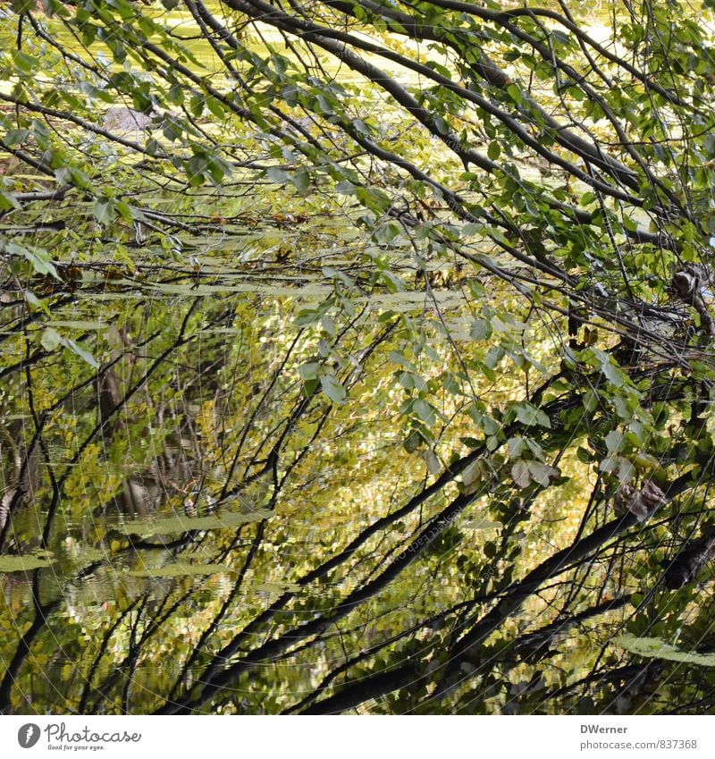 Spiegelung Kunstwerk Skulptur Umwelt Natur Landschaft Pflanze Wasser Baum Wald Urwald Moor Sumpf Teich natürlich gelb grün Todesangst Nervosität verstört